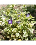 Vinca Aureovariegata полив